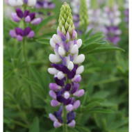 Lupin annuel de Hartweg Avalune Lilac