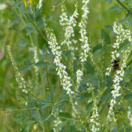 Mélilot blanc (plante sauvage)