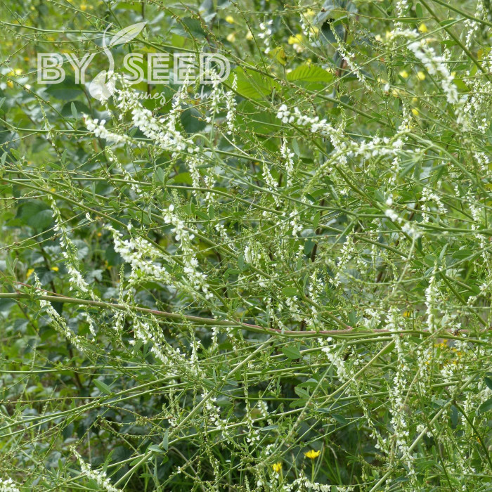 Mélilot blanc (plante sauvage)