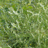 Mélilot blanc (plante sauvage)