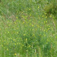 Mélilot jaune (plante sauvage)