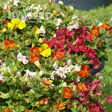 Mimulus Magic Mix (graines enrobées)