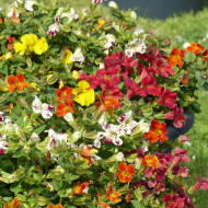 Mimulus Magic Mix (graines enrobées)