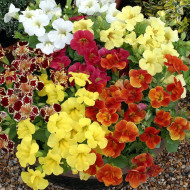 Mimulus Maximus Mix (graines enrobées)