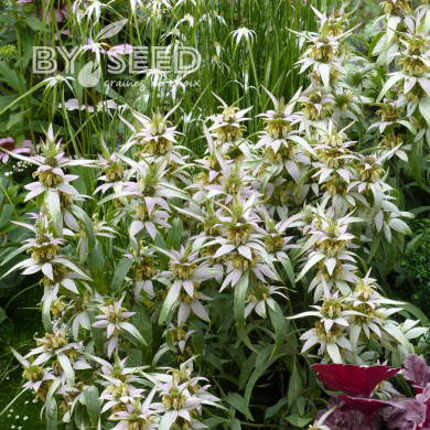 Monarde punctata
