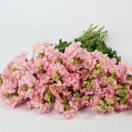 Muflier F1 double Madame Butterfly Pink