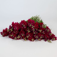 Muflier F1 double Madame Butterfly Red