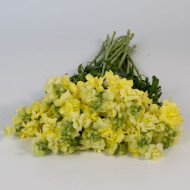 Muflier F1 double Madame Butterfly Yellow