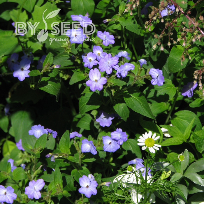 Browallia Blue Lady