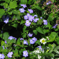 Browallia Blue Lady