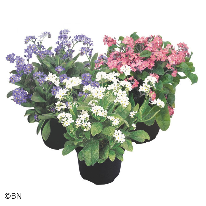 Myosotis Sylva Mix