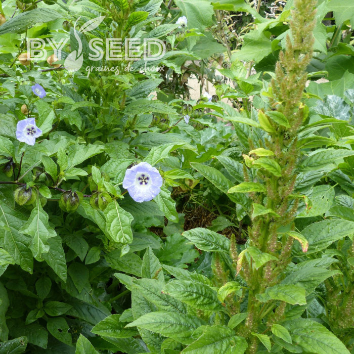 Nicandra physalodes Faux Coqueret