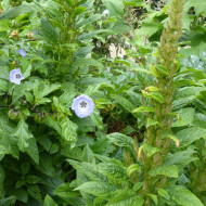 Nicandra physalodes Faux Coqueret