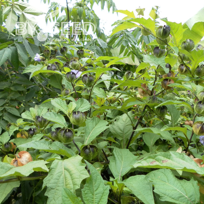 Nicandra physalodes Faux Coqueret