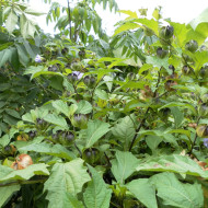 Nicandra physalodes Faux Coqueret