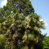 Palmier de Chine - Trachycarpus fortunei