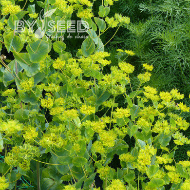Bupleurum (Buplèvre) Griffithii