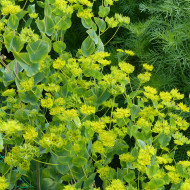 Bupleurum (Buplèvre) Griffithii