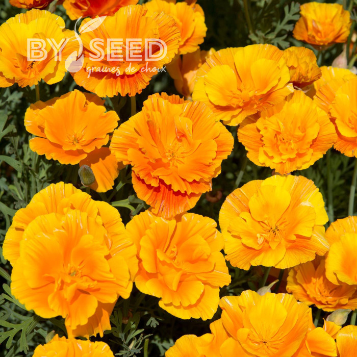 Pavot de Californie Lady Marmalade