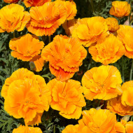 Pavot de Californie Lady Marmalade