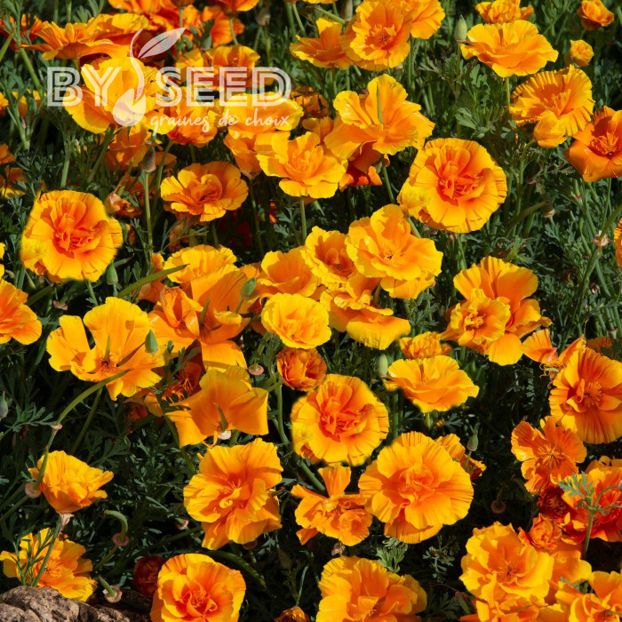Pavot de Californie Lady Marmalade