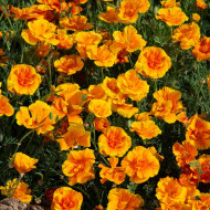 Pavot de Californie Lady Marmalade