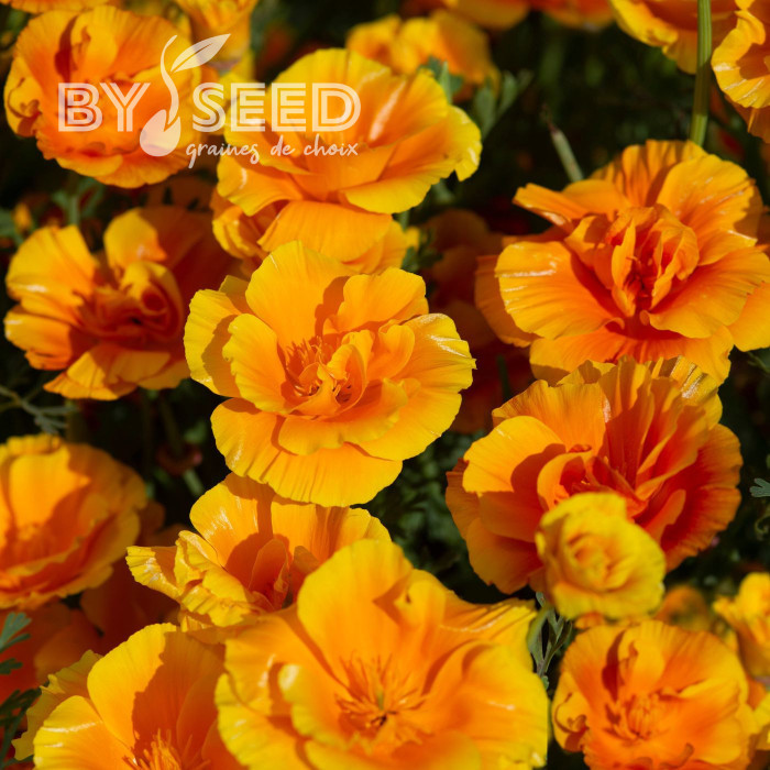Pavot de Californie Lady Marmalade