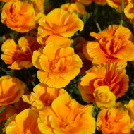 Pavot de Californie Lady Marmalade