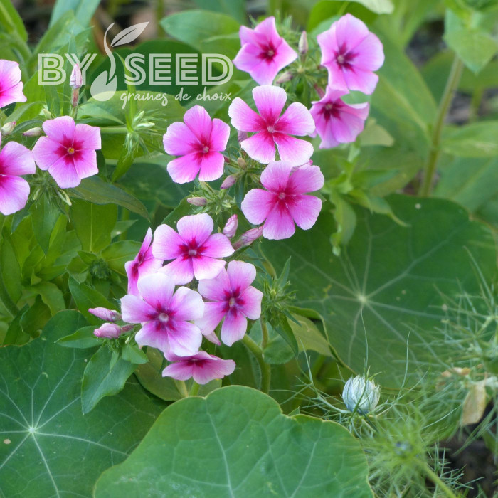 Phlox annuel Brilliant rose à oeil