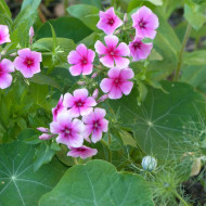 Phlox annuel Brilliant rose à oeil