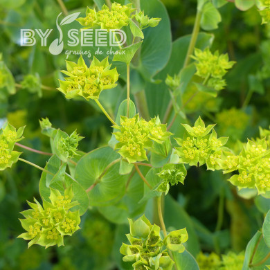Bupleurum (Buplèvre) Griffithii
