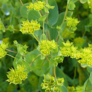 Bupleurum (Buplèvre) Griffithii