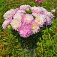 Reine-Marguerite King Size Appleblossom