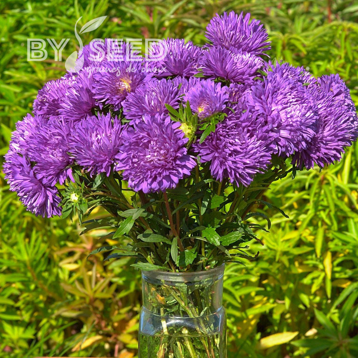 Reine-Marguerite King Size Mid-Blue