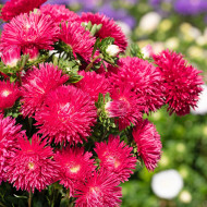 Reine-Marguerite King Size Red