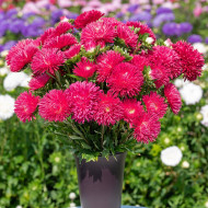 Reine-Marguerite King Size Red