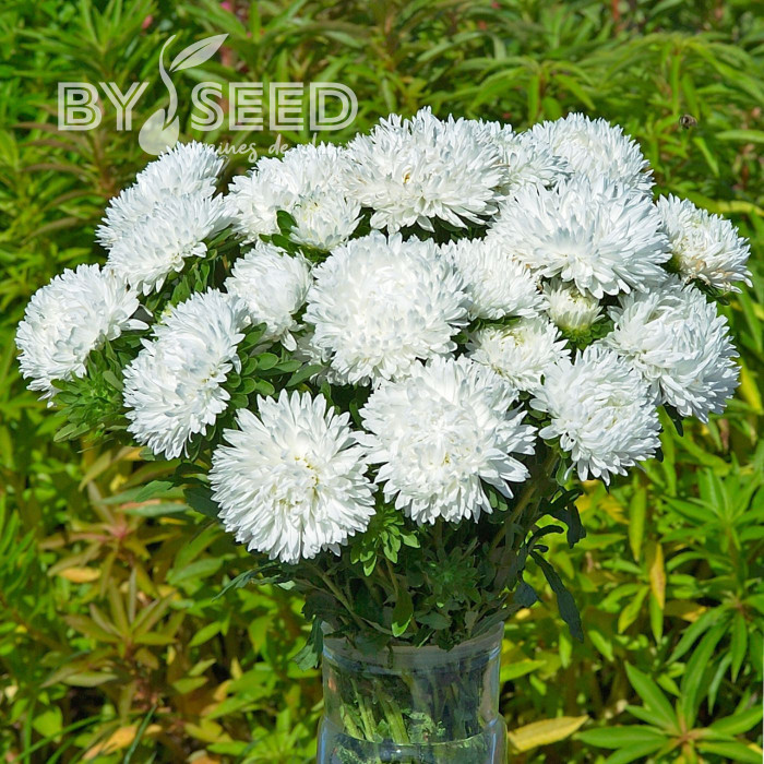 Reine-Marguerite King Size White