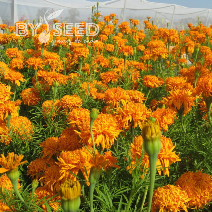 Rose d'Inde haute Fantastic Orange