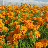 Rose d'Inde haute Fantastic Orange