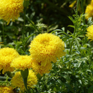 Rose d'Inde haute Fantastic Yellow