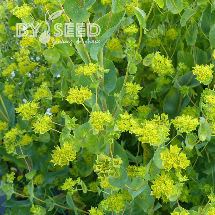 Bupleurum (Buplèvre) Griffithii