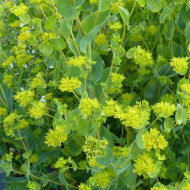 Bupleurum (Buplèvre) Griffithii