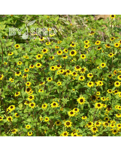 Sanvitalia Yellow