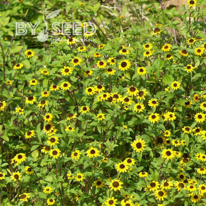 Sanvitalia Yellow