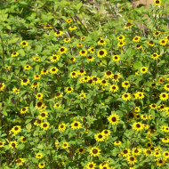 Sanvitalia Yellow