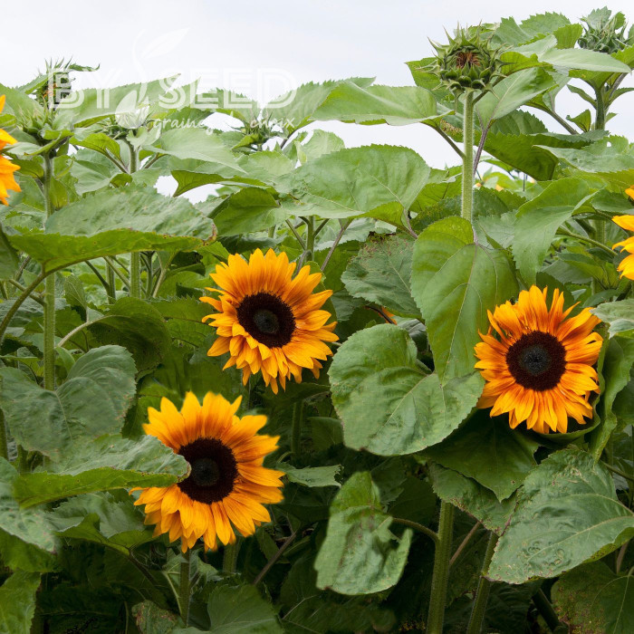 Tournesol F1 Copper Queen F1