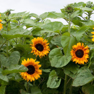 Tournesol F1 Copper Queen F1