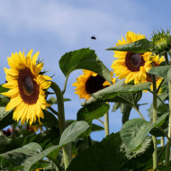 Tournesol F1 Special Cutflower F1 Formula Mixture