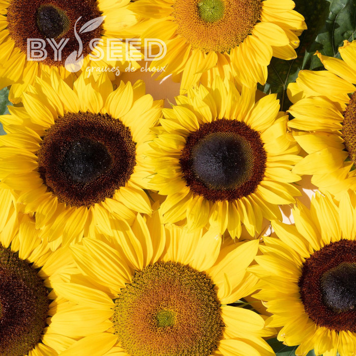 Tournesol F1 Special Cutflower F1 Formula Mixture