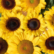 Tournesol F1 Special Cutflower F1 Formula Mixture